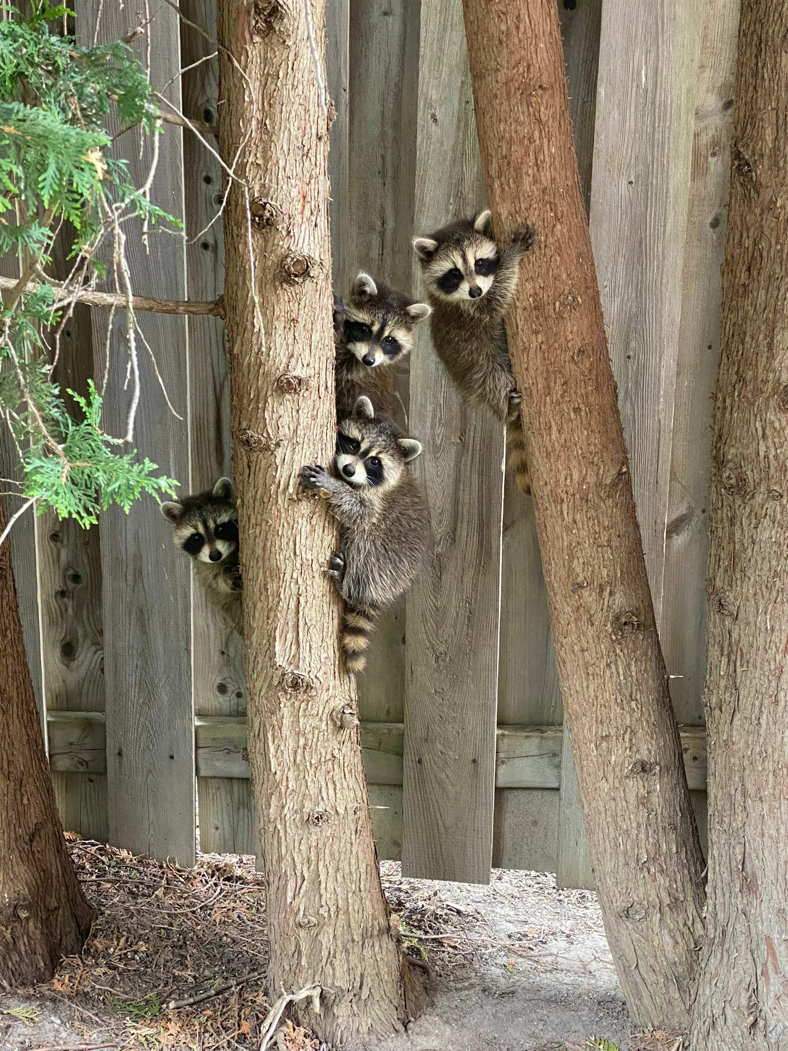 Une famille de ratons laveurs dans ma cour