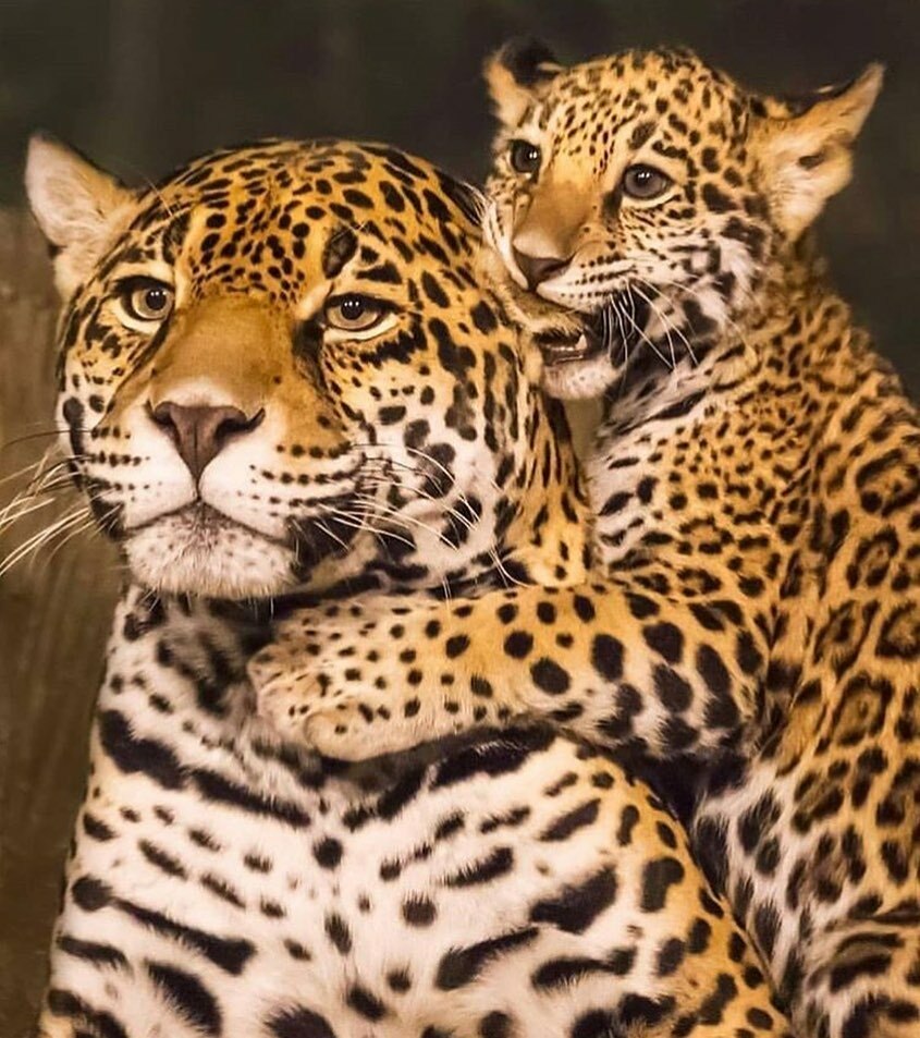 Ce léopard et sa mère devant la caméra