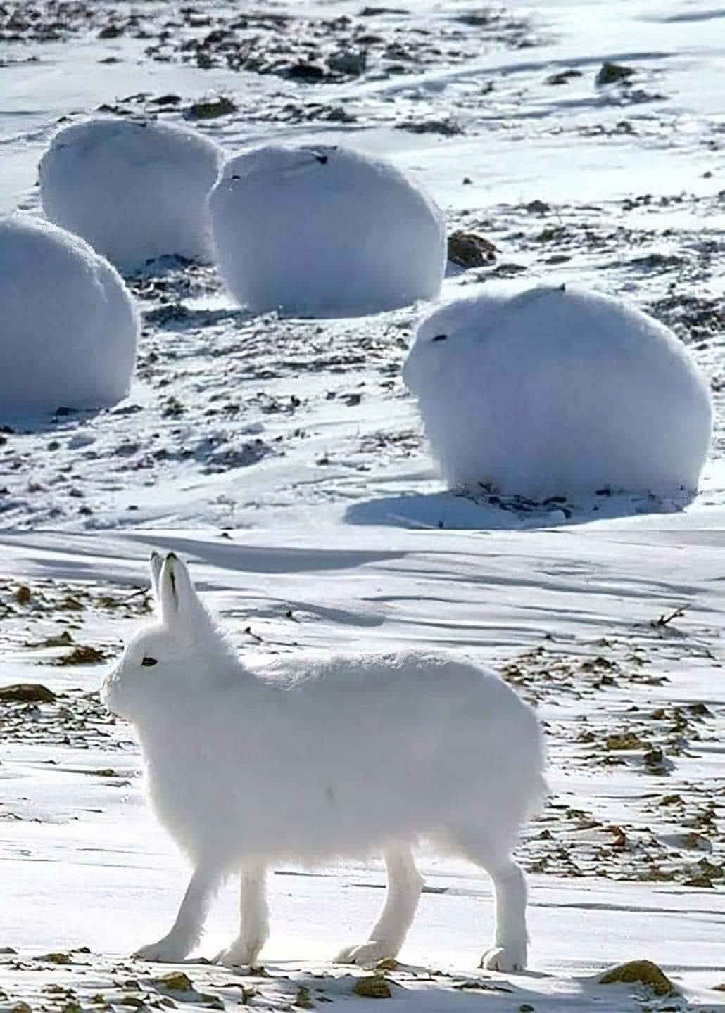 Les lièvres arctiques sont très mignons et font l’effet d’une boule de neige.