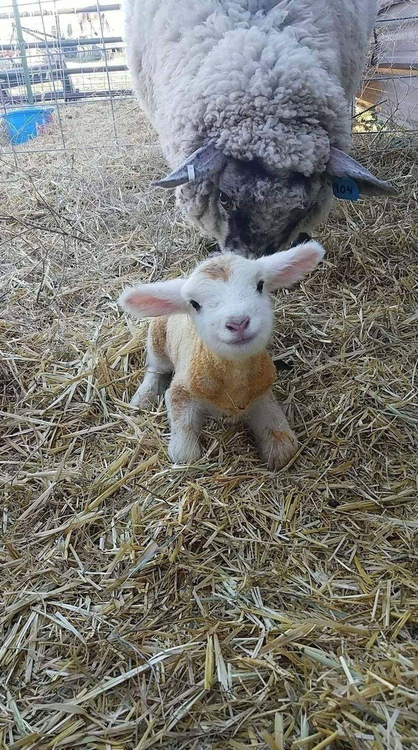Un agneau est né il y a 15 minutes : Bonjour le monde !
