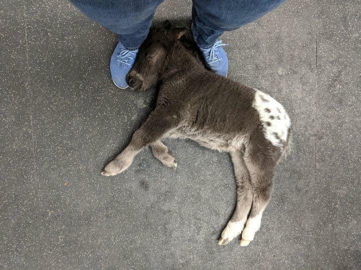 Cet adorable cheval s’est endormi sur les pieds du vétérinaire pendant qu’il parlait à ses propriétaires.
