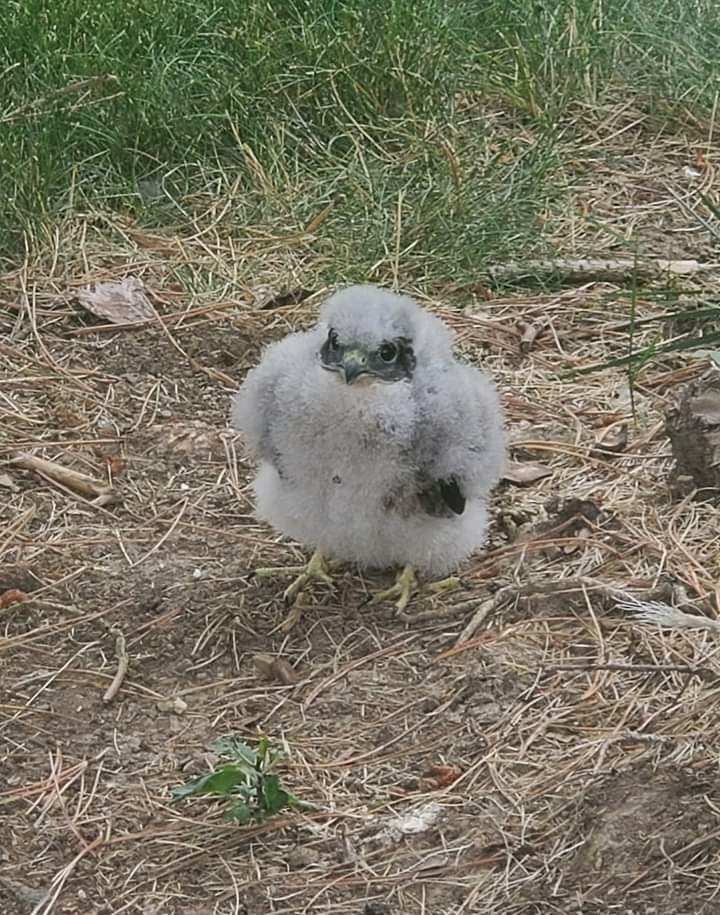 Trouvé dans le jardin : Un faucon pèlerin rare et menacé – l’oiseau le plus rapide du continent (la Commission de la faune et de la flore l’a réuni avec sa famille)