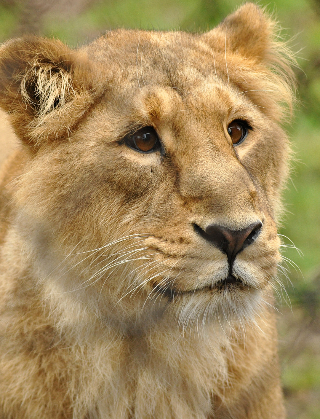 J’ai pris cette photo dans un zoo en Angleterre, je ne pense pas avoir jamais vu des yeux plus doux.