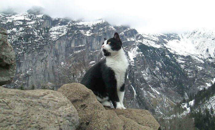 Le chat qui m’a guidé en bas de la montagne lorsque je me suis perdu à Grindelwald, en Suisse