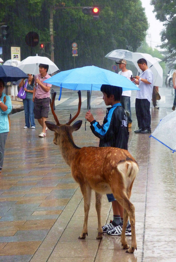 À Nara, ce matin sous la pluie, j’ai vu cet enfant partager son parapluie avec un cerf. Cela m’a fait fondre le cœur