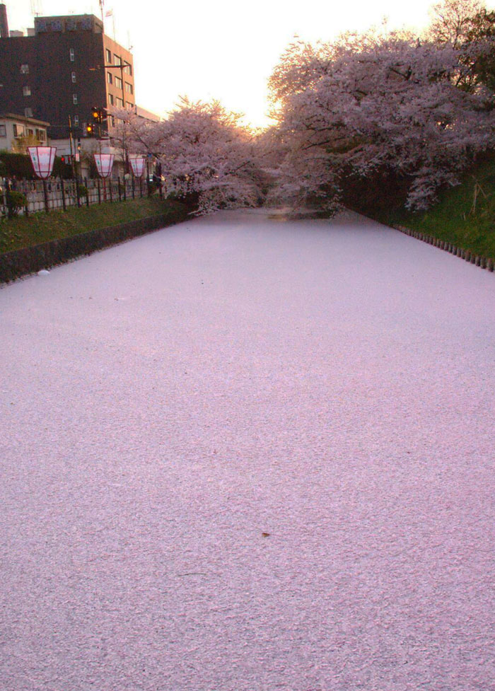 Rivière au Japon remplie de pétales de fleurs de cerisier