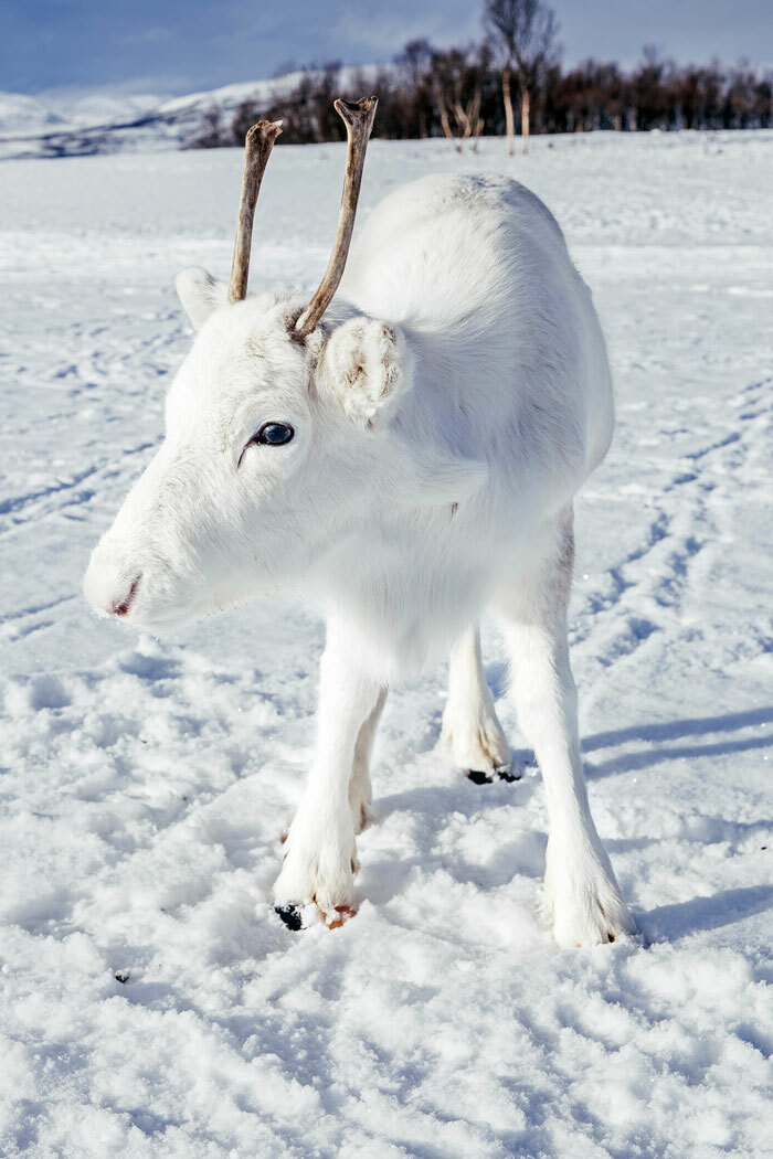 Mads Nordsveen a vu ce bébé renne blanc extrêmement rare lors d’une randonnée en Norvège.