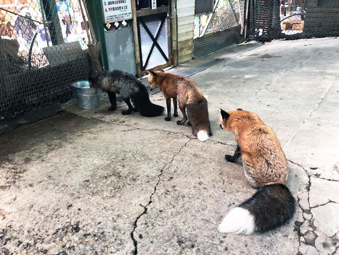 J’étais au village des renards de Zao, au Japon, et j’ai vu ces renards qui attendaient leur eau.