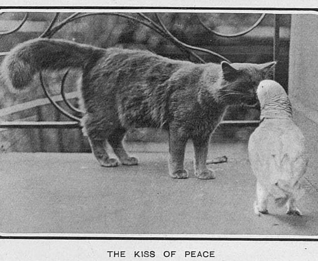 “Le baiser de la paix” Tatler, Londres, Angleterre, 27 septembre 1905