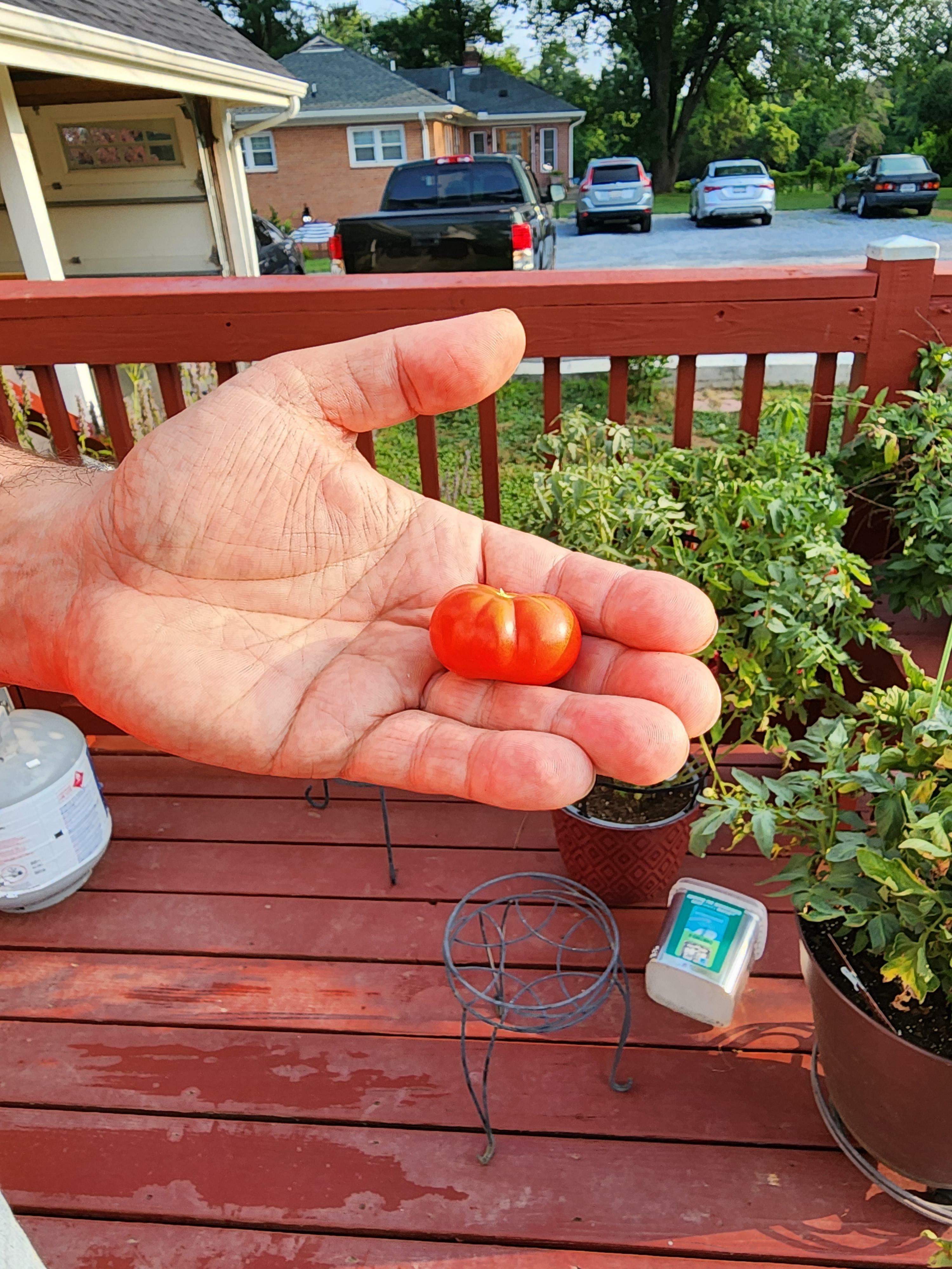Voici ma tomate Beefsteak