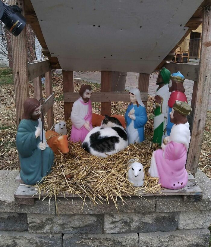 Un chat de colonie de l’une des stations d’alimentation de mon école pense qu’il est l’Enfant Jésus.