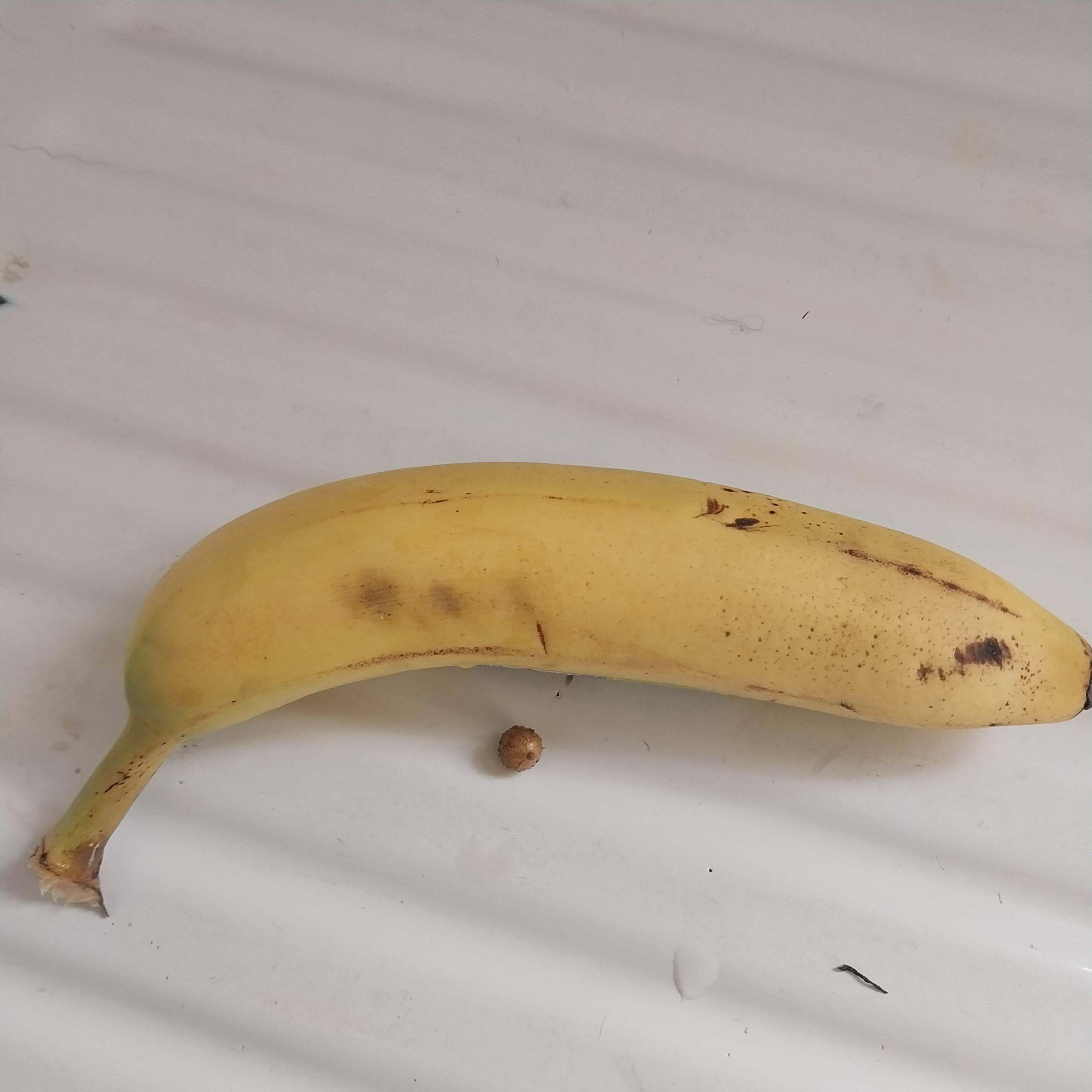 Ma première pomme de terre (Banane pour l'échelle)