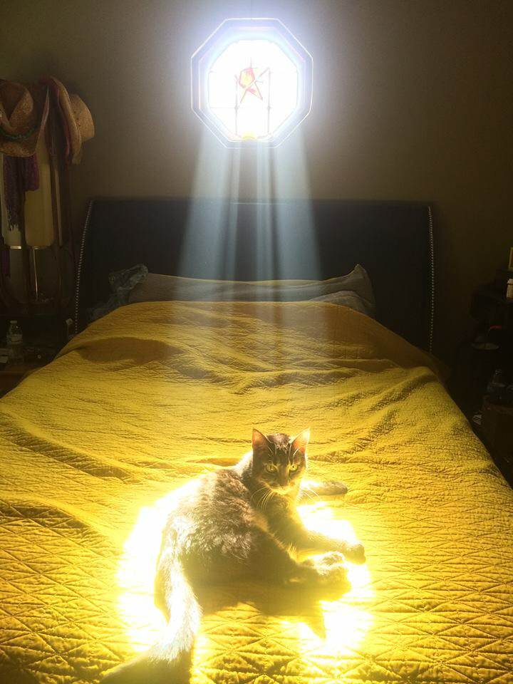 La façon dont la lumière frappe le chat de mon amie lui donne l’air d’être l’élue.