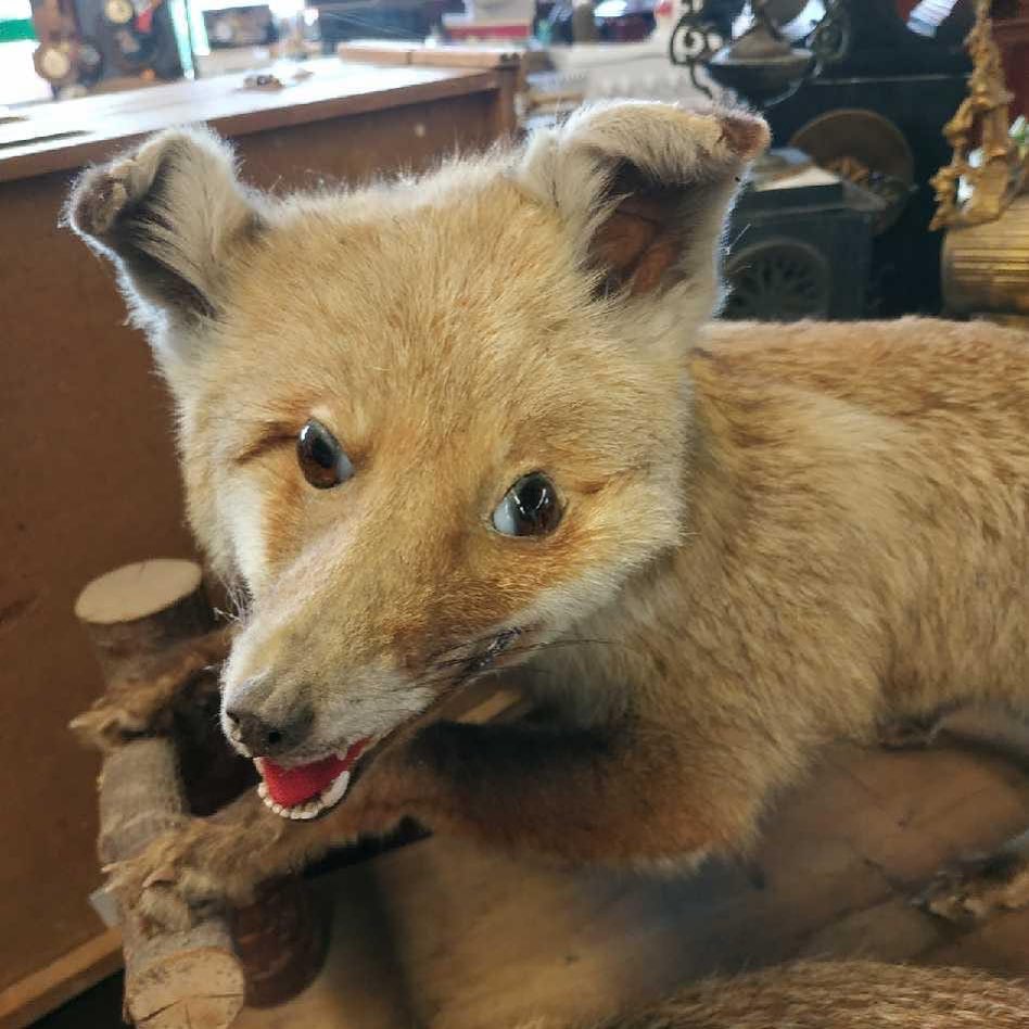 30 échecs de taxidermie de cette page IG qui sont si mauvais qu’ils sont bons