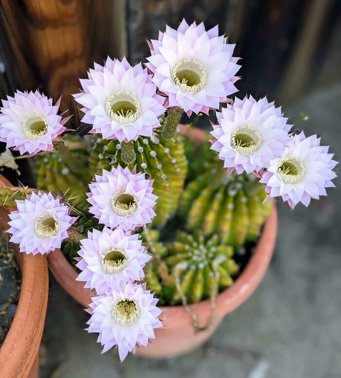 Mon plus vieux cactus a fleuri