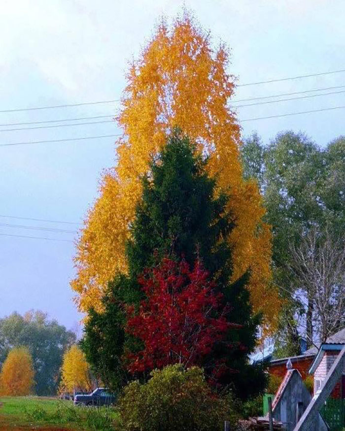 La façon dont ces trois arbres sont alignés