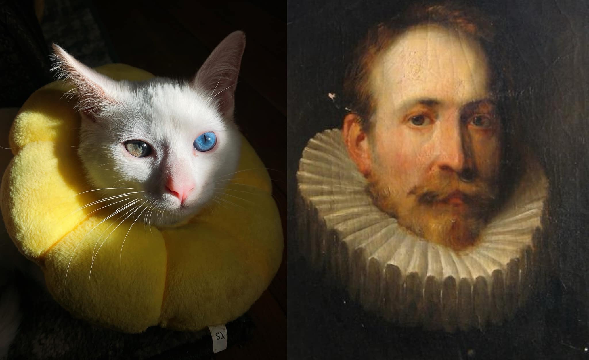 96 fois des gens ont pris des photos de leurs chats pour se rendre compte qu’il s’agissait d’une “Renaissance accidentelle”.