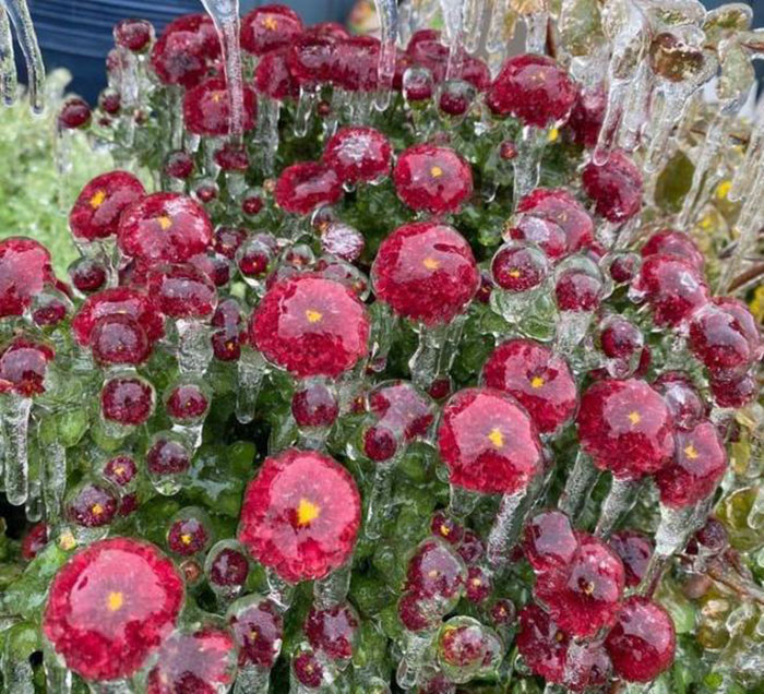 Fleurs après une tempête de verglas