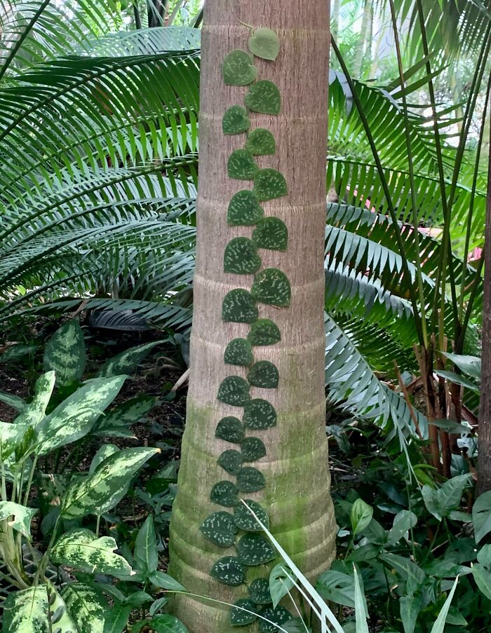 Cette plante pousse dans un palmier