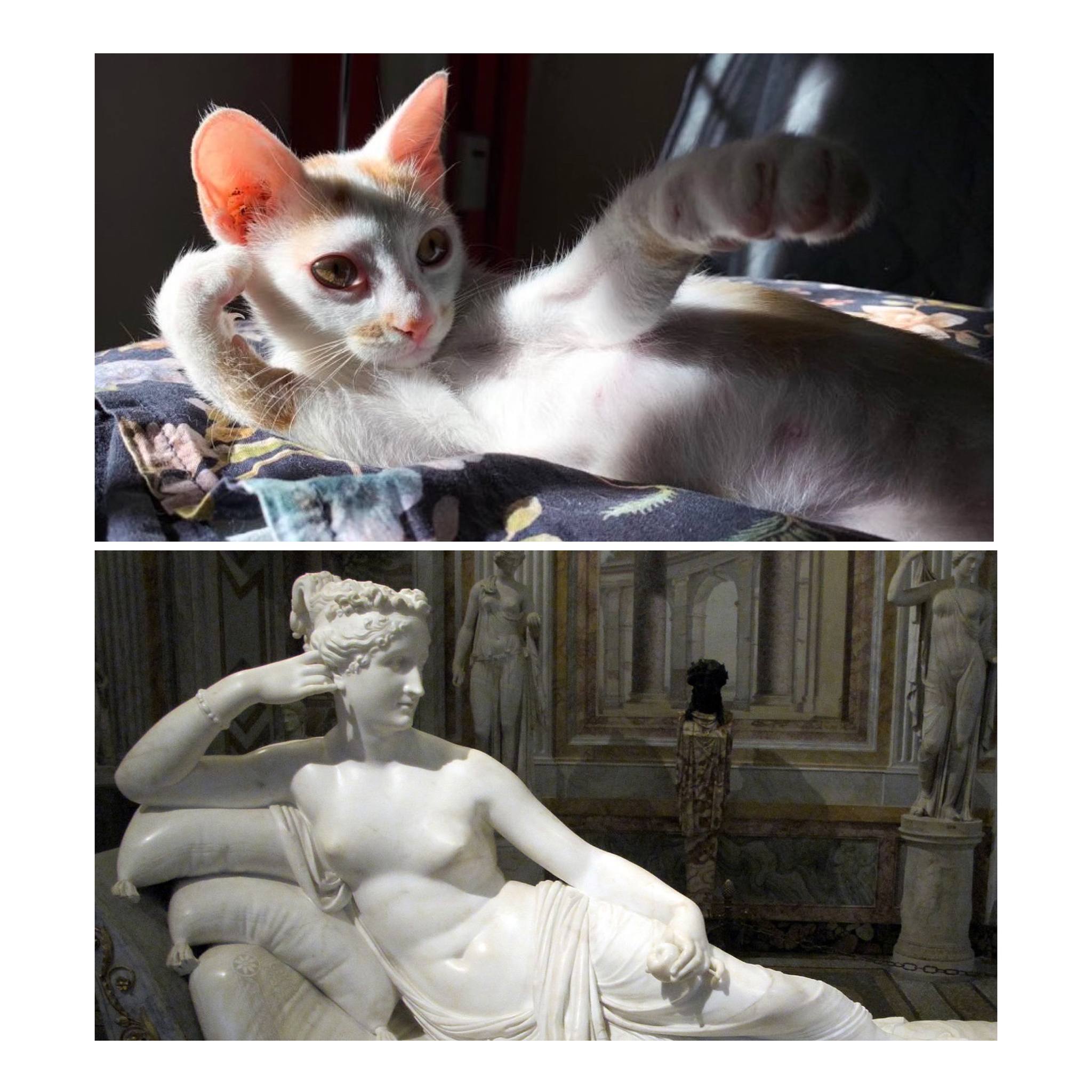 96 fois des gens ont pris des photos de leurs chats pour se rendre compte qu’il s’agissait d’une “Renaissance accidentelle”.