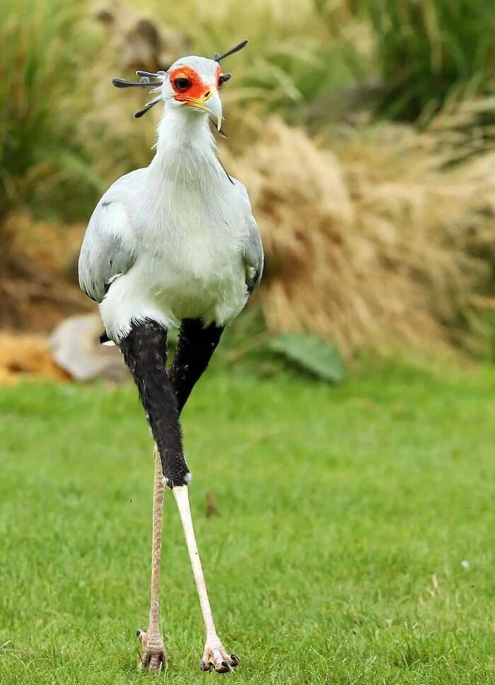 40 oiseaux légèrement dépouillés qui se sont retrouvés sur la page en ligne “Oiseaux aux auras menaçantes” (Nouvelles photos)