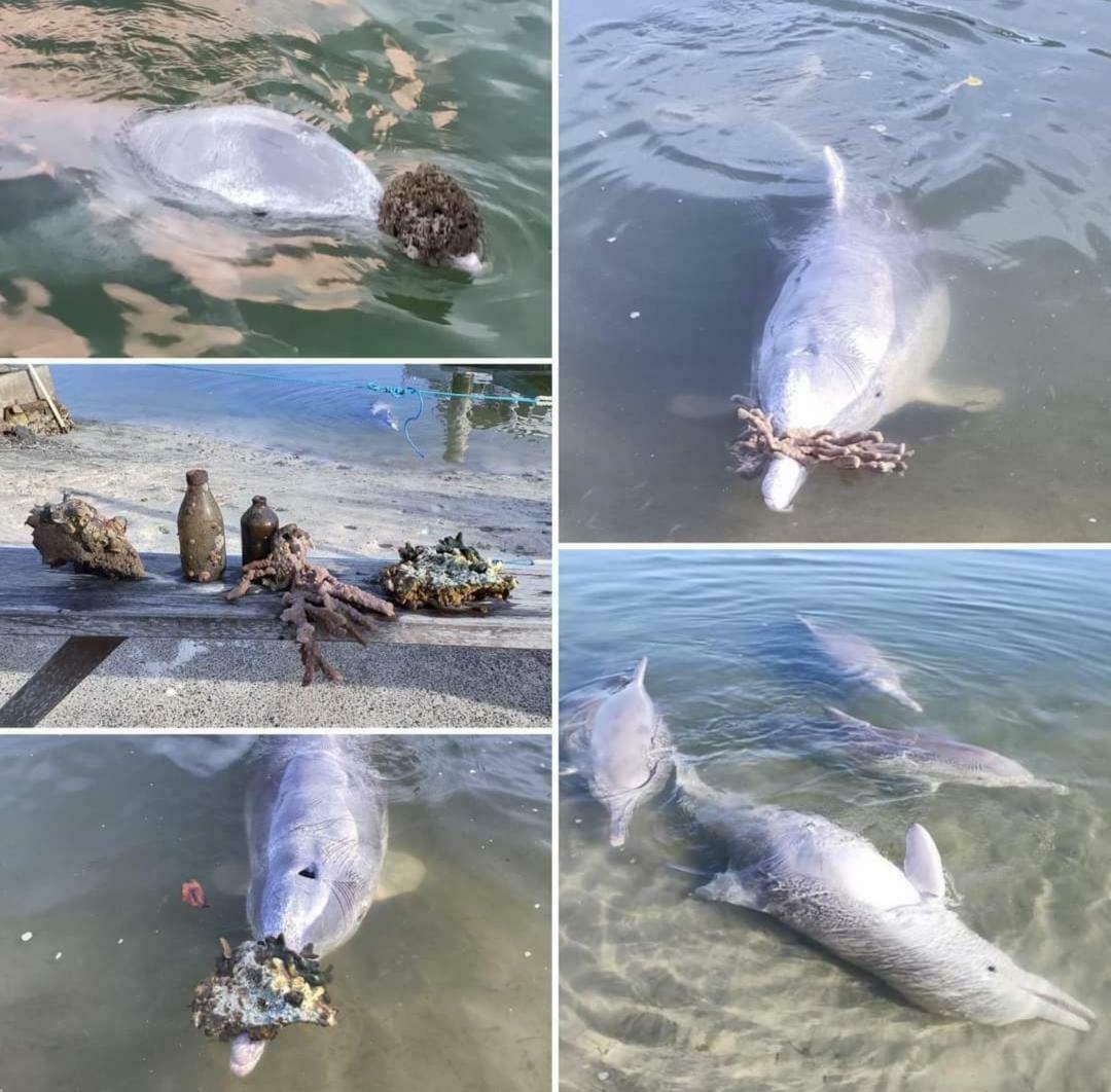 En Australie, un groupe de dauphins a apporté des cadeaux en corail sur le rivage parce qu’ils n’ont pas pu interagir avec les visiteurs en raison de la pandémie de Covid-19 en 2020.