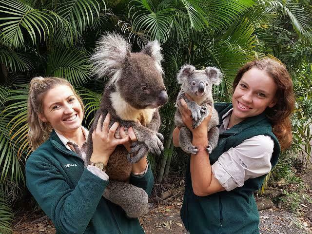 Til y a deux sous-espèces de koalas