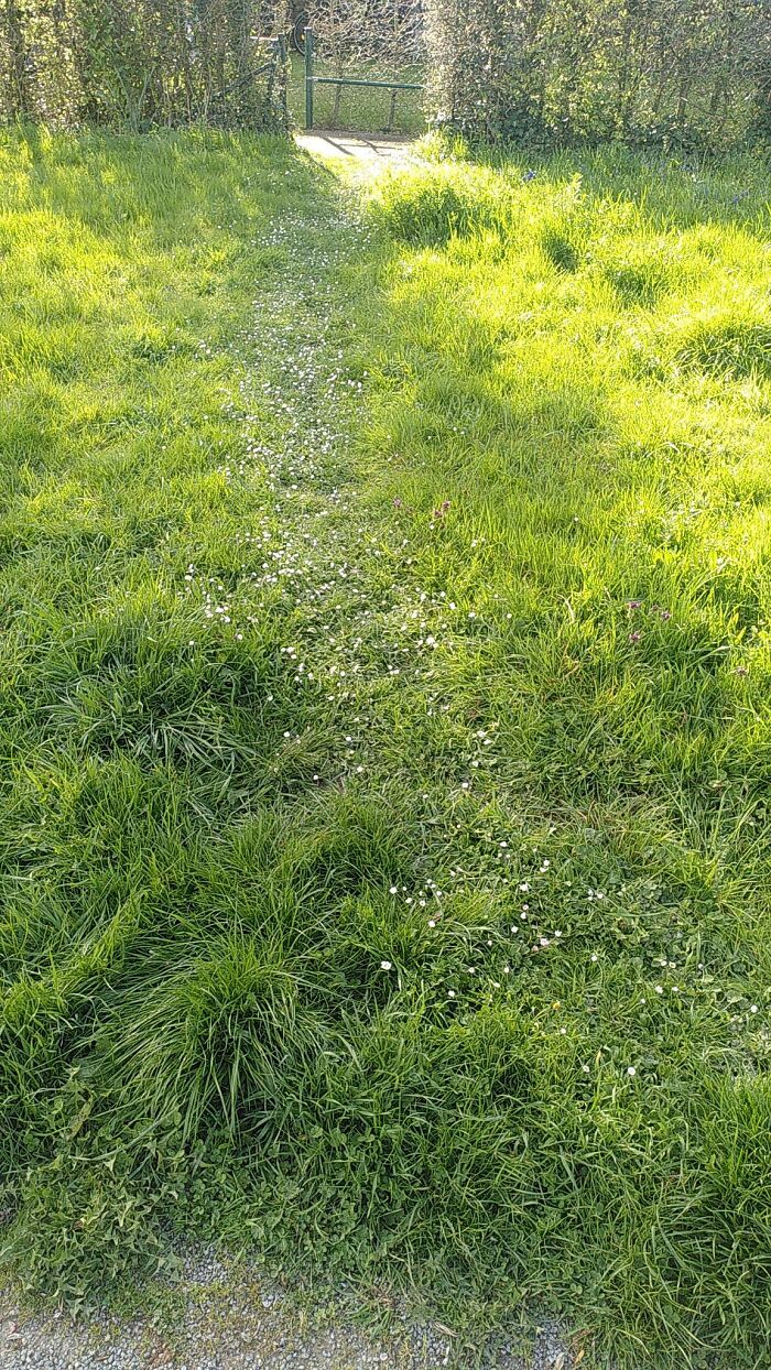 Chemin du désir des fleurs