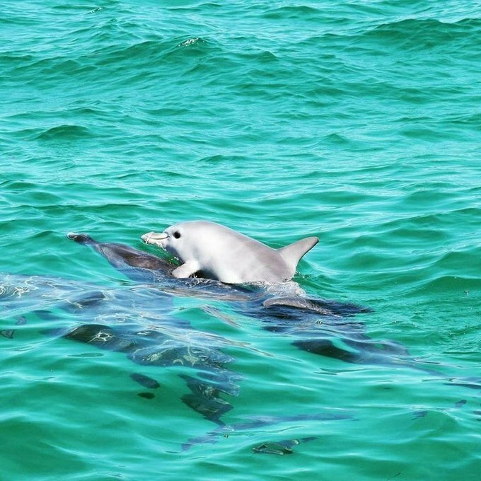 Un dauphin nouveau-né sur le dos de sa mère autour de l’île Penguin, près de Perth, au large de la côte de l’Australie occidentale – Photo de Mandy Wilson