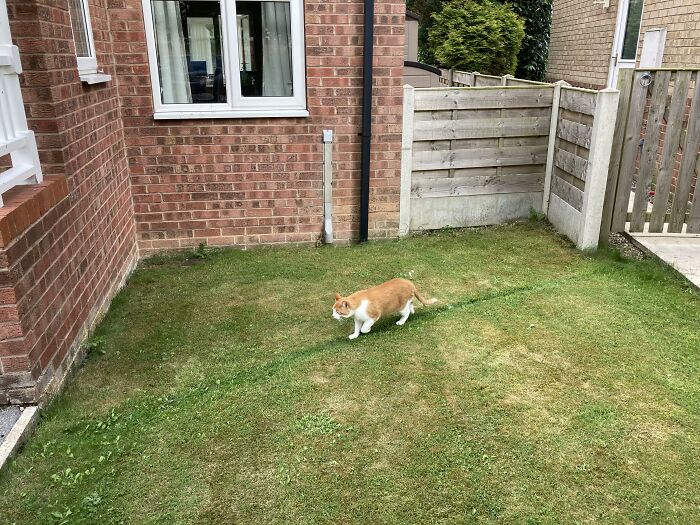 Le chemin des chats en action