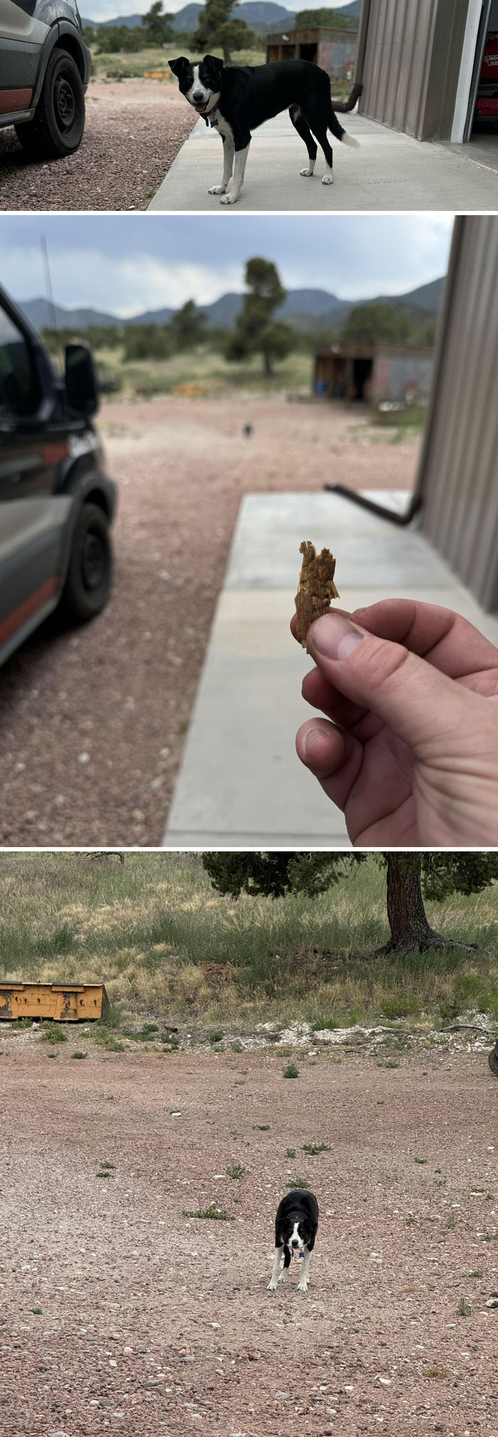 Le chien d’une cliente m’a apporté le plus petit bâton qu’elle a pu trouver, puis s’est éloigné de 50 mètres pour que je puisse le lui lancer.