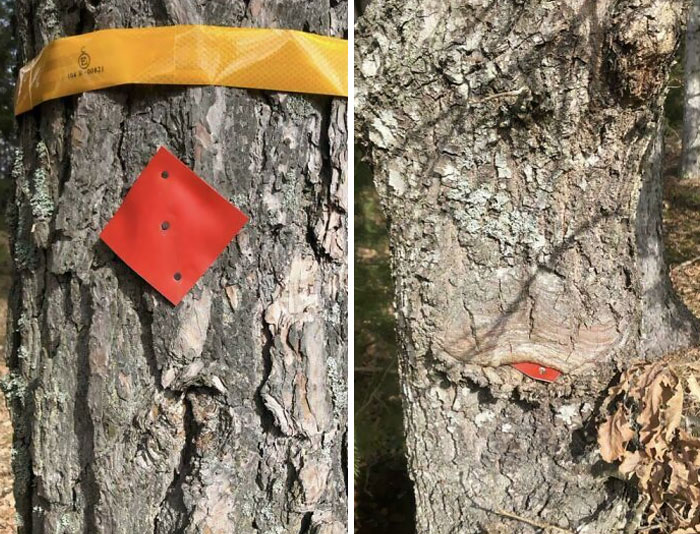 Un nouveau marqueur de sentier contre un marqueur vieux de plus de 20 ans