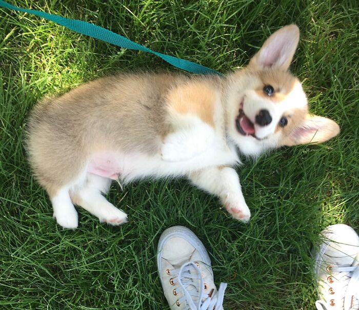 Ce n’est pas mon chien, mais nous avons dû interrompre notre visite pour saluer le Pupper magique.