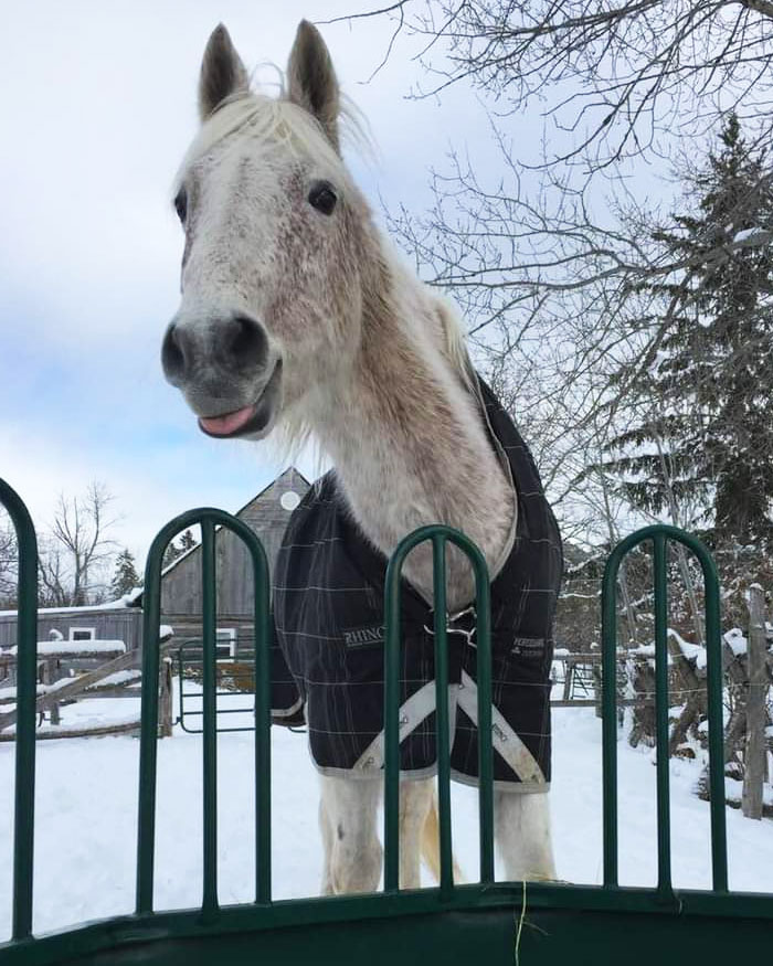 Ma cousine a dit à son cheval de sourire