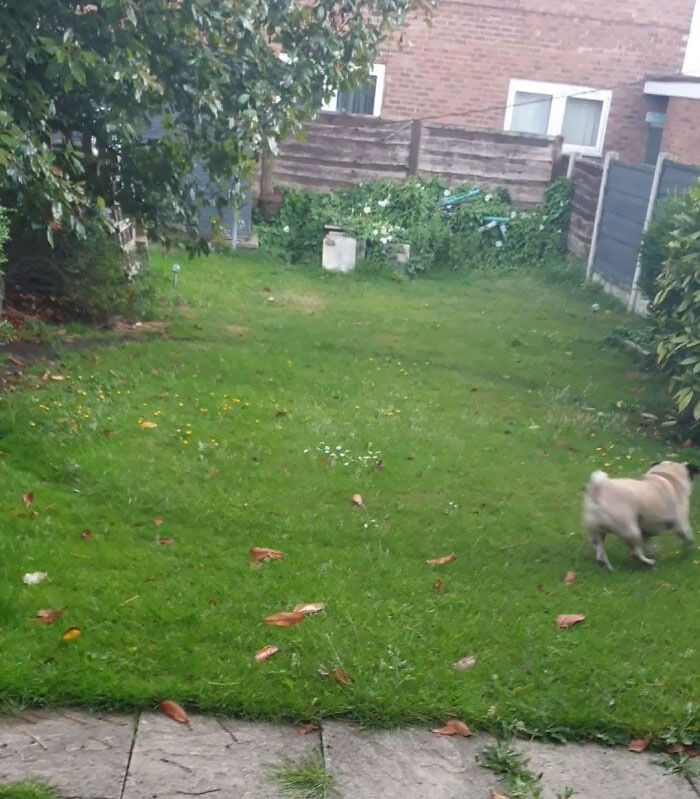 Mon chien a fait un cercle parfait dans l’herbe pendant toutes les années où il a couru.