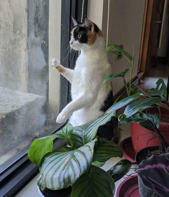 Mon partenaire a pris une photo de notre chat qui m’observe pendant que je pars au travail.