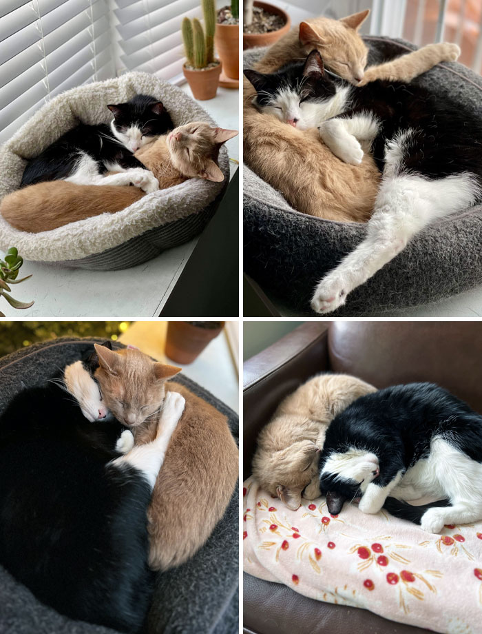 Ils ont été adoptés tous les deux comme chatons il y a 11 ans.