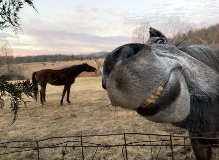 Ce cheval ressemble à l’âne de Shrek