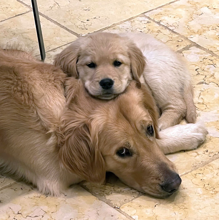 Parker est si patient avec sa petite sœur, Bailey