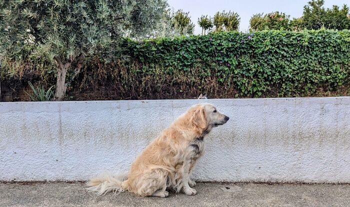 Mon bon garçon se frotte à ce mur tous les jours depuis 3 ans.