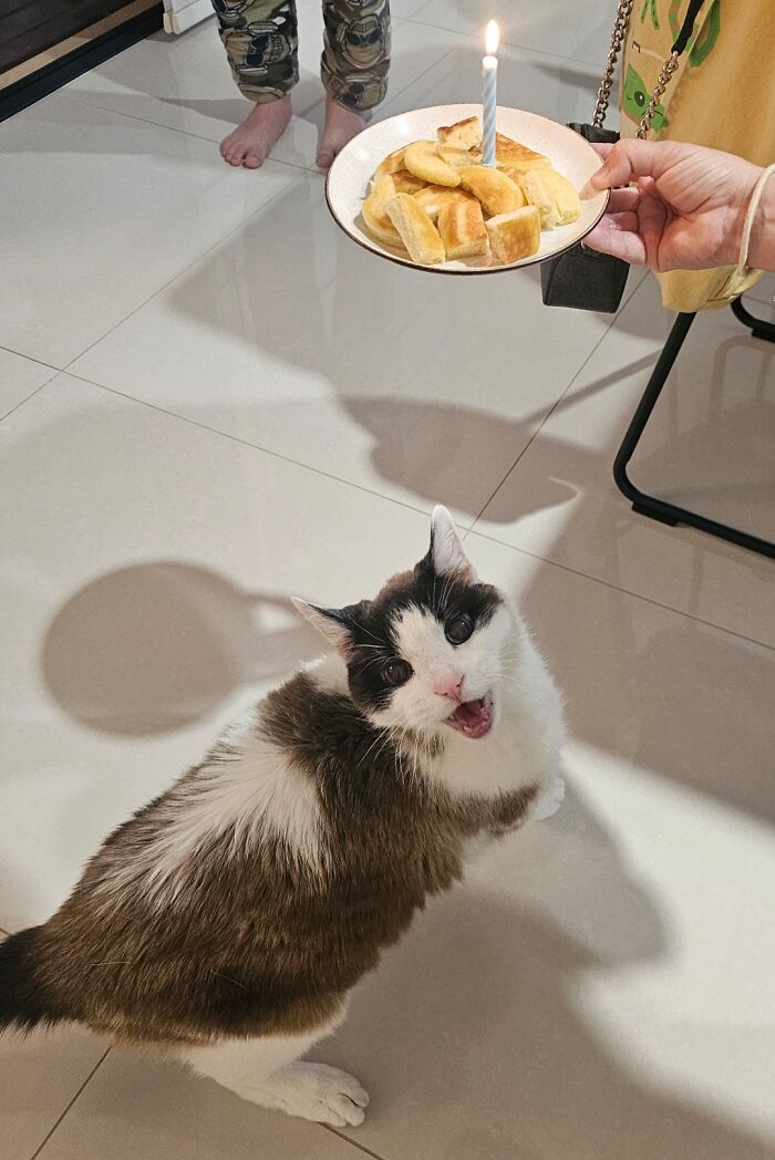 Mon chat a eu 19 ans. Il adore les crêpes