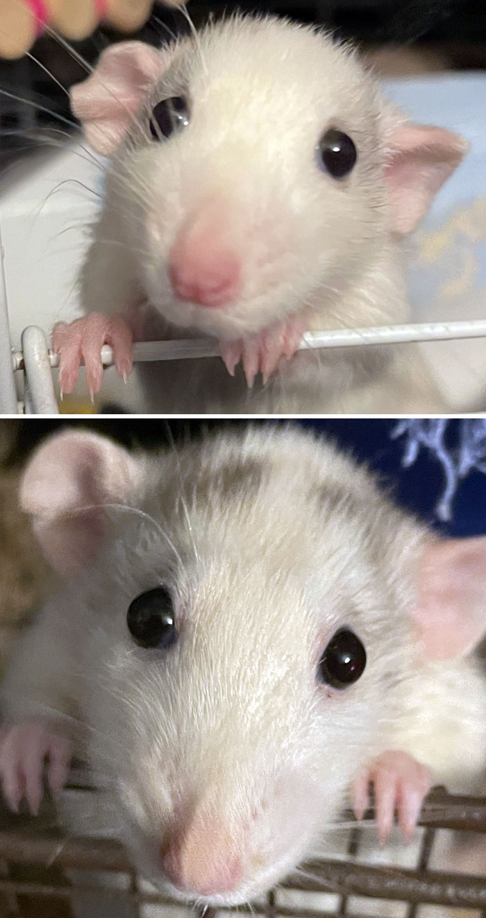 Une de mes premières photos de mon rat, Crescent, et une autre plus récente. Elle a toujours le visage le plus mignon