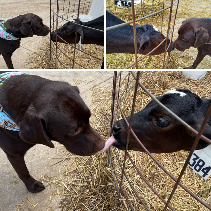 Cette jeune vache adorait le laboratoire de mon amie