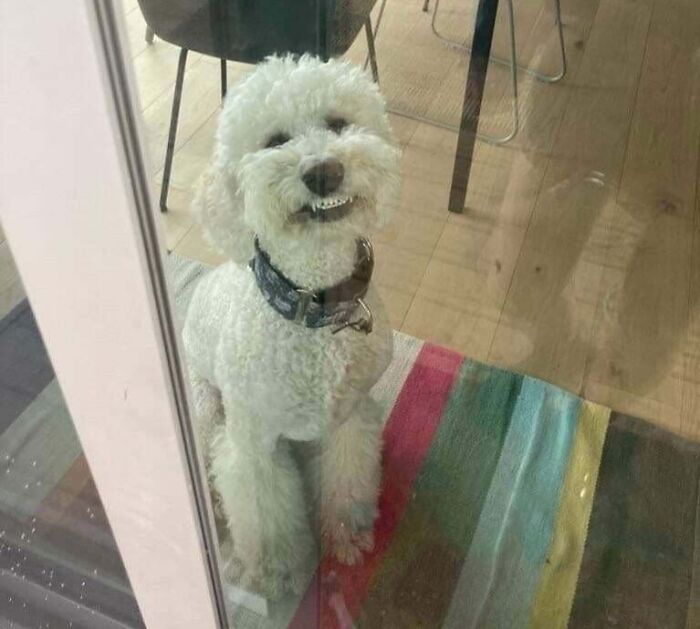 Mon chien (caniche standard) sourit chaque fois que je rentre à la maison. Il sourit depuis qu’il a 6 mois. La vétérinaire a dit qu’elle n’avait jamais vu un chien sourire aussi fort ! Un chiot si gentil