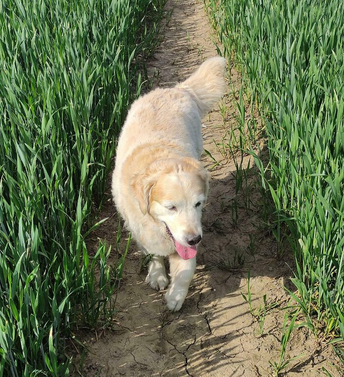 Mon Golden Retriever a 17 ans aujourd’hui. Il aime toujours la vie