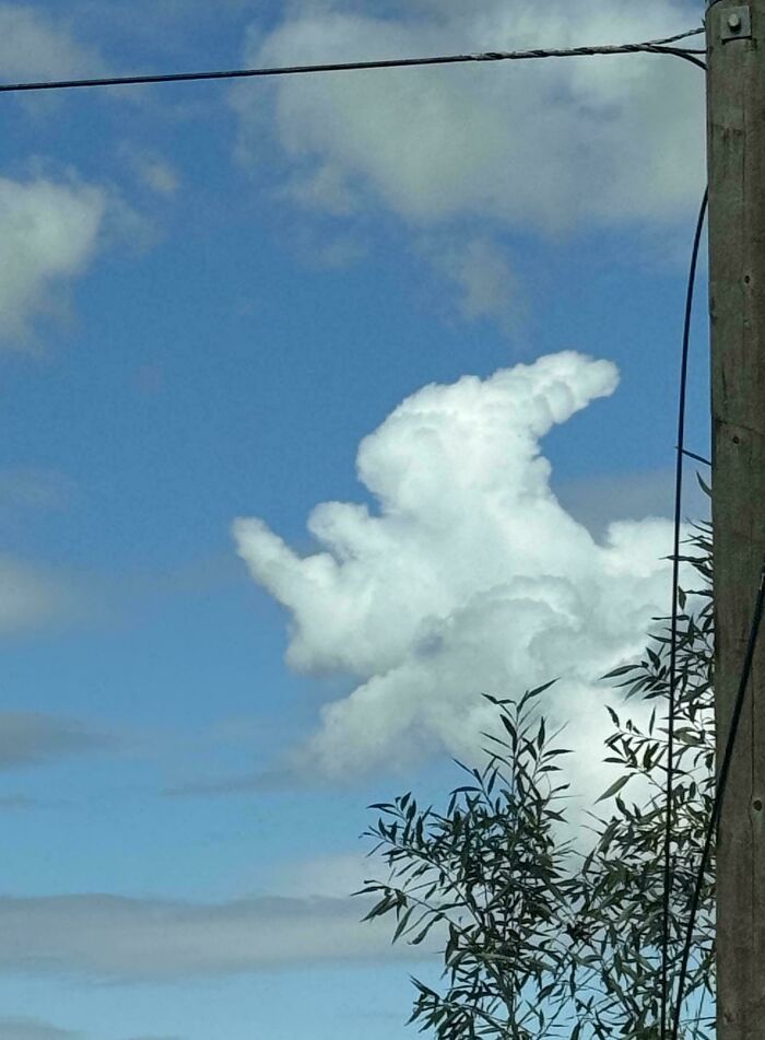 Ce lapin des nuages