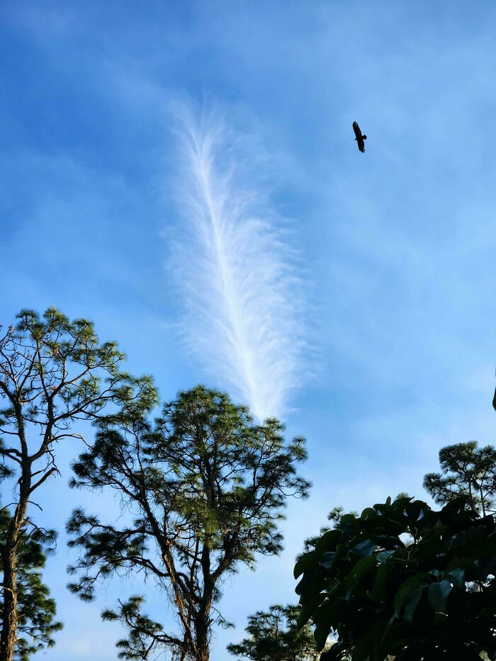 Je prenais une photo de ce nuage qui ressemble à une plume lorsqu’un oiseau est entré dans la photo.