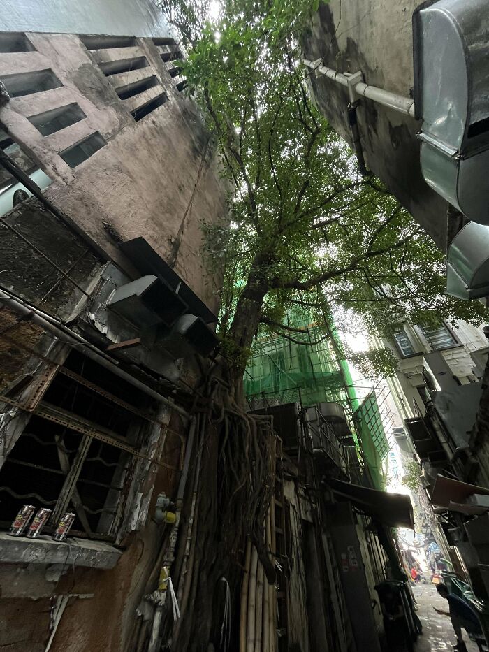 Un arbre qui se bat pour sa vie à Hong Kong