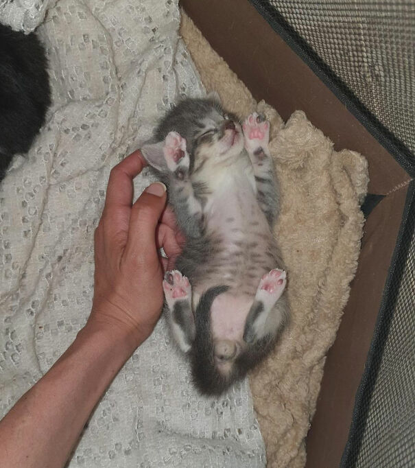 Le sourire d’un chaton qui a maintenant un foyer, dort au chaud et mange toutes les 3 heures.