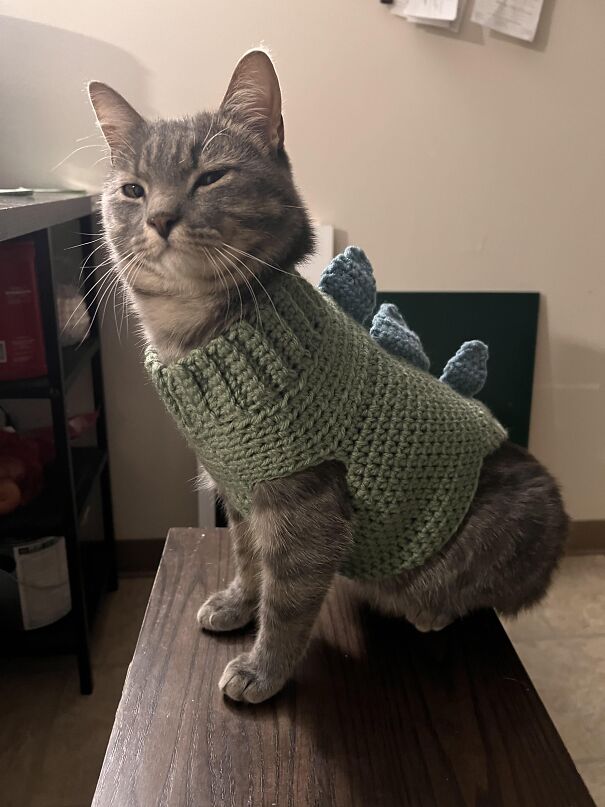 Cooter dans son pull Dino Oc